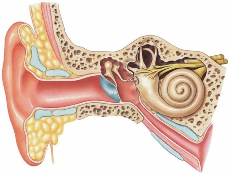 Слух озерах. Слуховой анализатор анализатор. Строение уха человека без подписей. Строение уха 3 части. Орган слуха.