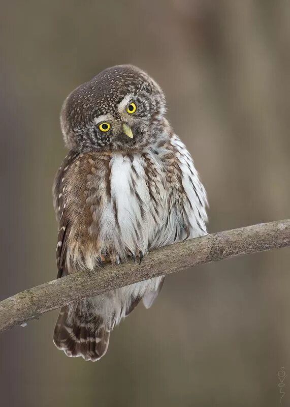 белый сыч. белый домовой сыч. улунь сова. белый сыч. сова сыч.