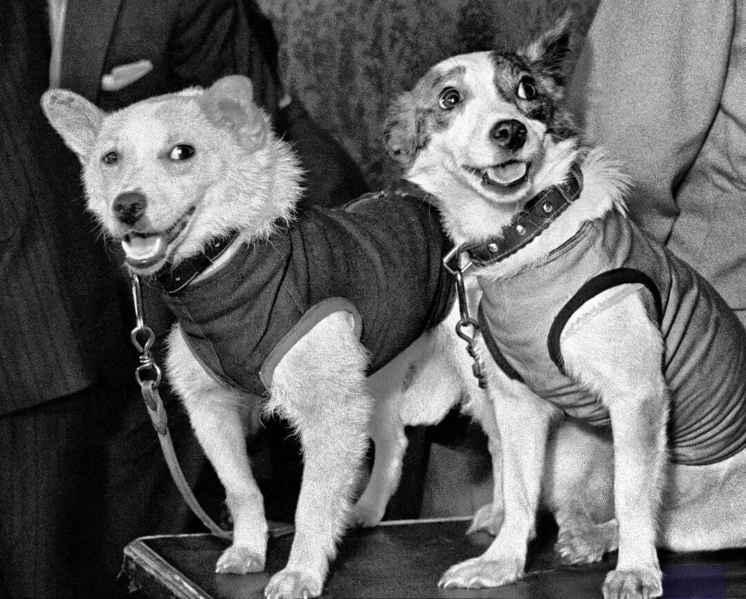 Белка и стрелка год полета в космос. Белка и стрелка 1960. белка и стрелка космонавты. первые животные в космосе белка и стрелка.