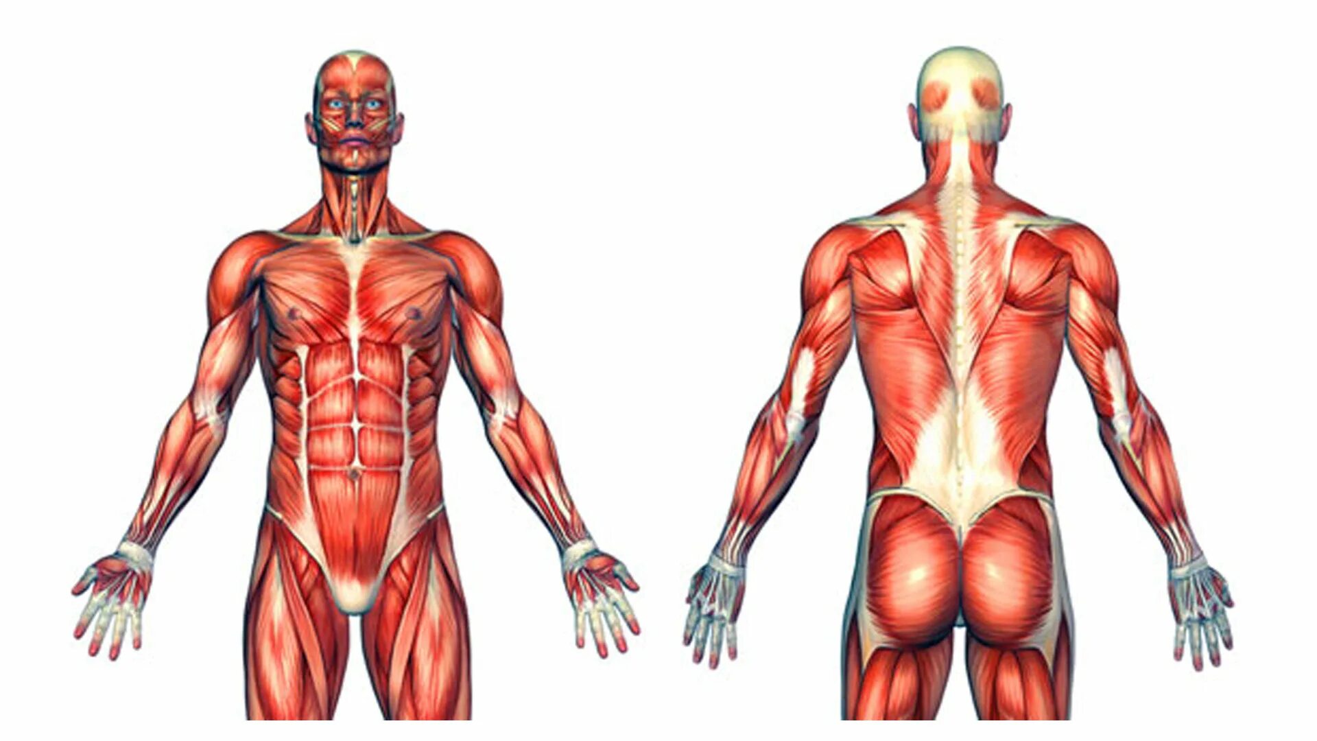 Мышцы человека. Мускулатура человека. Мышцы мужчины анатомия. Мышцы анатомия человека медицинский. Human structure