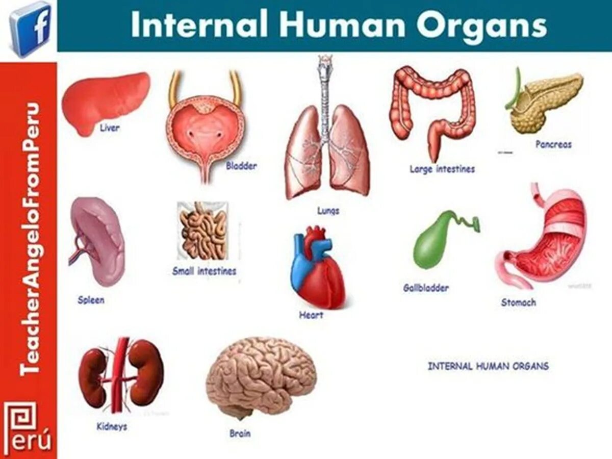 Internal organs. Внутренние органы на английском. Органы человека на англ. Внутренние органы человека. Внутренние органы человека на английском языке.