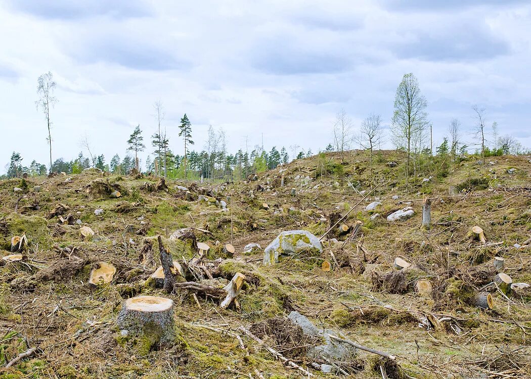 Cut down forest. Вырубленный лес пни. Вырубленный лес пеньки. Пни после вырубки леса. Вырубки лесов.