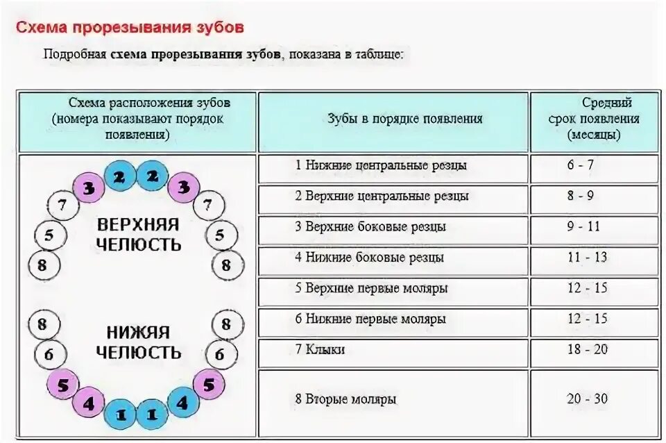 5 месяц ребенок зубы температура. Календарь прорезывания зубов. Календарь прорезапния зубо. Порядок прорезывания зубов. Календарь прорезывания зубов у детей до года.