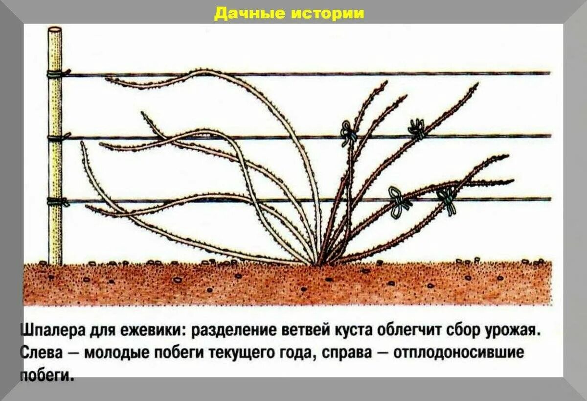 Как обрезать ежемалину