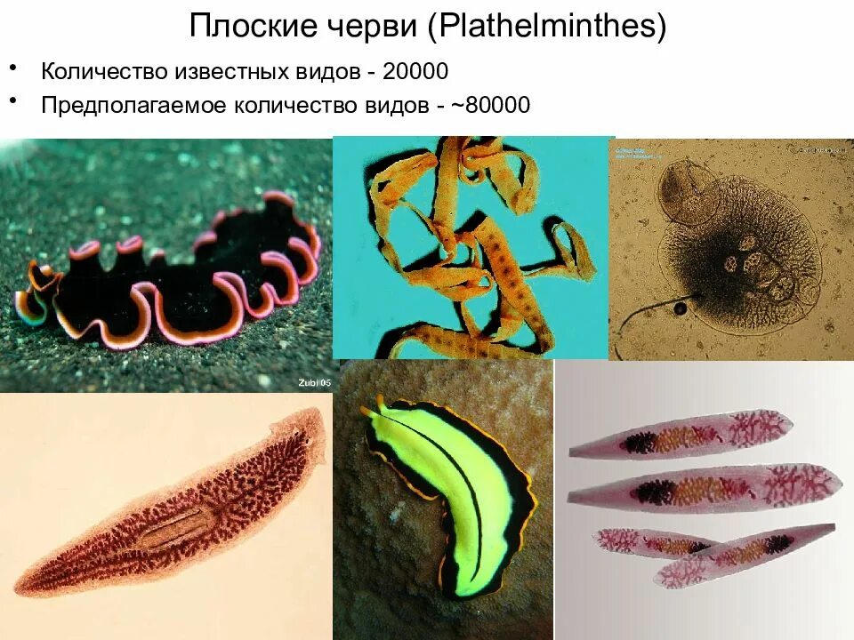 Тип плоские черви (plathelminthes). Беспозвоночные животные Тип плоские черви. Тип плоские черви многообразие. Таксоны плоских червей.