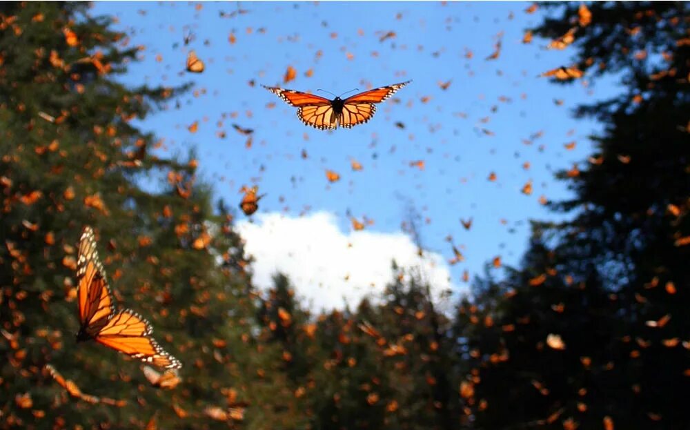 Миграция бабочек монархов. Осенние бабочки. Полет бабочки. Бабочка в полете. 2 летающие бабочки