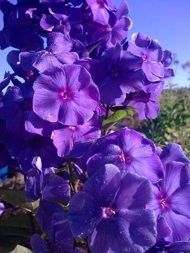 Флокс блю бой фото. Флокс Блю Парадайз. Флокс метельчатый Блу Парадайз. Флокс метельчатый Блю Парадайз. Флокс метельчатый Блу.