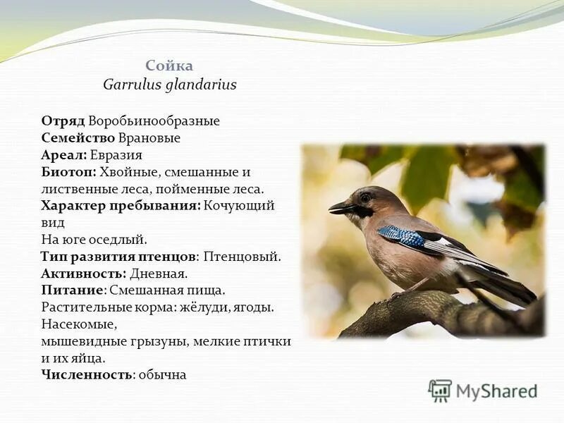 Какие птицы относятся к отряду воробьинообразные. Отряд воробьинообразные сойка. воробьинообразные представители. представители отряда птиц воробьинообразные.