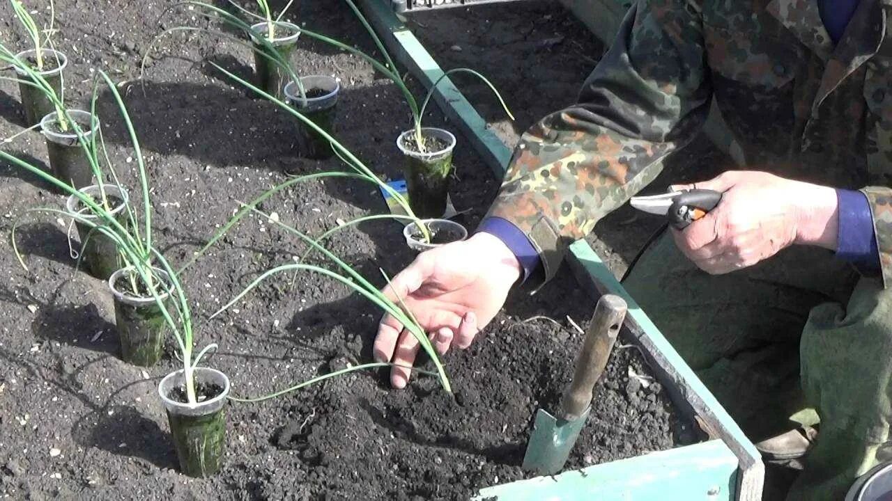 Высадка эксибишен в грунт. Лук Эксибишен рассада. Лук Эксибишен посадка на рассаду. Эксибишен (Эксибишн) лук.