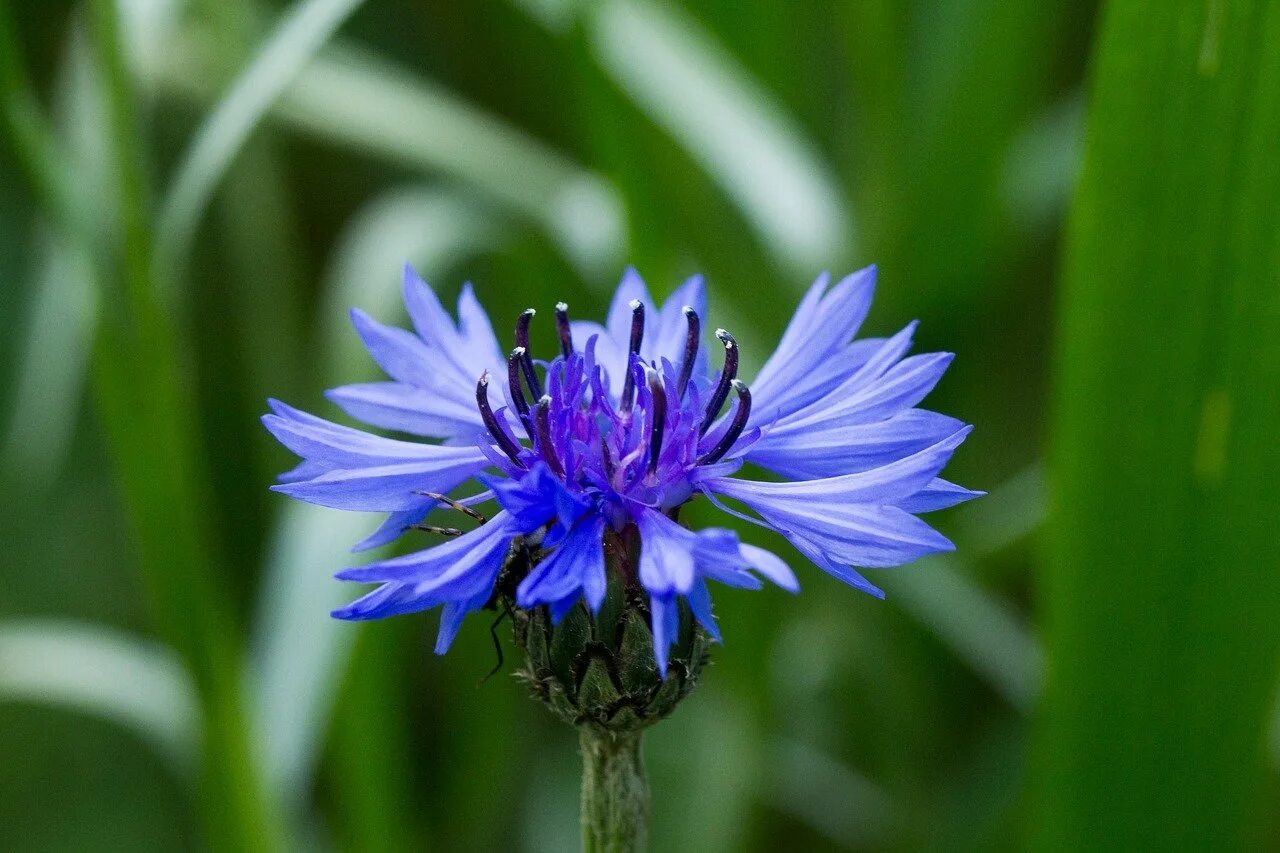 Василек относится к. Центаурея Василек. Василек синий (Centaurea cyanus). Василек гребенчатый. Василек полевой.