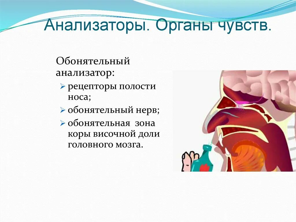 Анализаторы органы чувств 8 класс тест ответы. Обонятельный нерв обонятельный анализатор. Обонятельный анализатор 8 класс биология. Рецепторы обонятельного анализатора. Обонятельный анализатор строение.