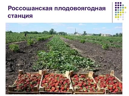 Плодовые станции