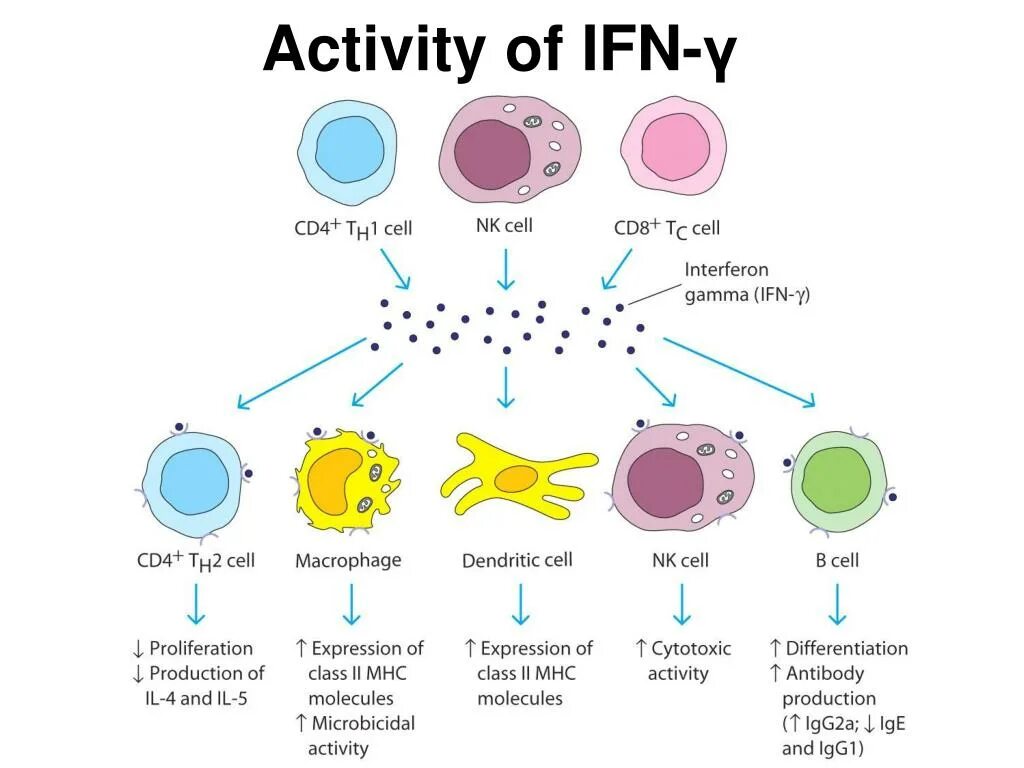 Гамма интерферон альфа интерферон гамма. Ifn-гамма иммунология. интерферон альфа иммунология. интерферон гамма иммунология. клетки продуценты цитокинов.