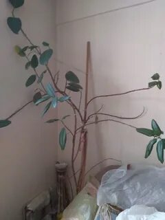 Продам отдам цветы