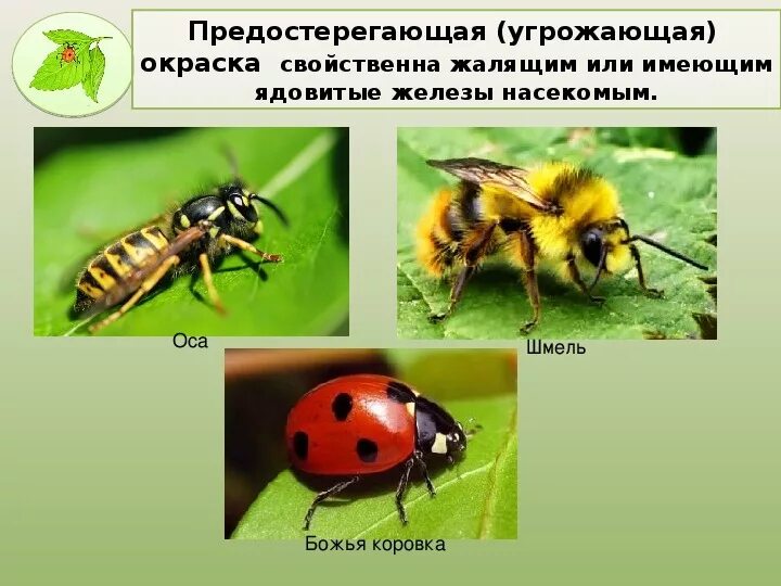 Какое значение имеет предупреждающая окраска животных. Какое значение имеет предупреждающая окраска животных