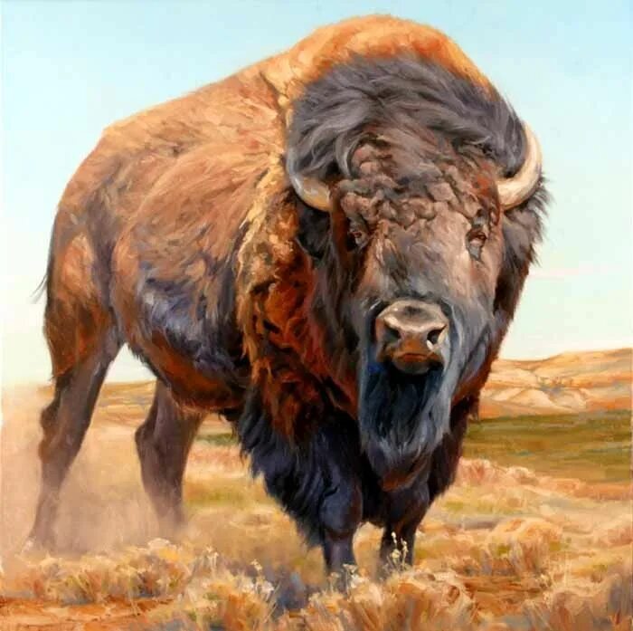 Заказать бизон. Бизон Буффало. Бизоны в Северной Америке. Древний большерогий Бизон. Степной Бизон Bison Priscus.