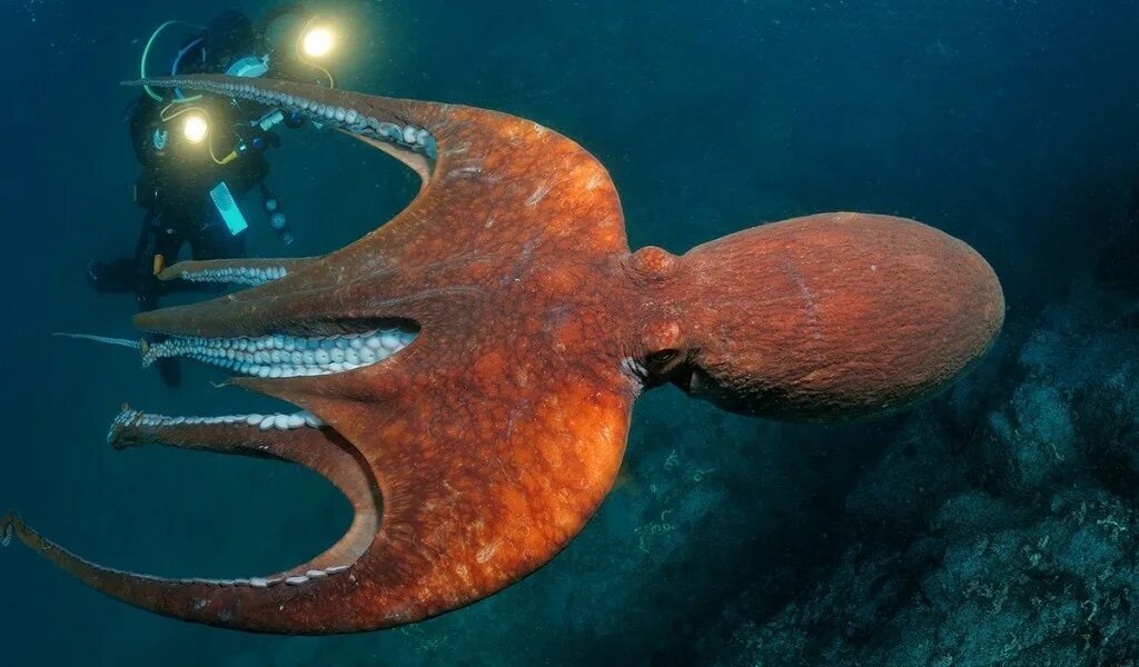 Осьминог Дофлейна гигантский. Гигантский Тихоокеанский осьминог. Осьминог Дофлейна самый большой. Осьминог Аполлион.