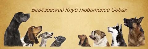 Клуб березовский свердловская область
