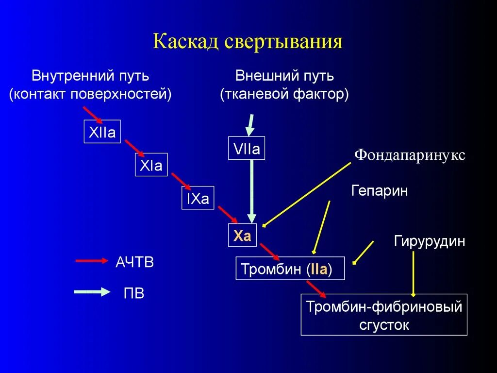 Каскад активации факторов свертывания крови. Каскад гемостаза коагуляционный. Каскадная схема свертывания крови. Коагуляционный путь свертывания крови. Гемофилия фактор свертывания