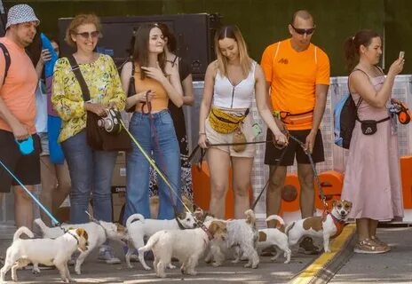 Pets shop days