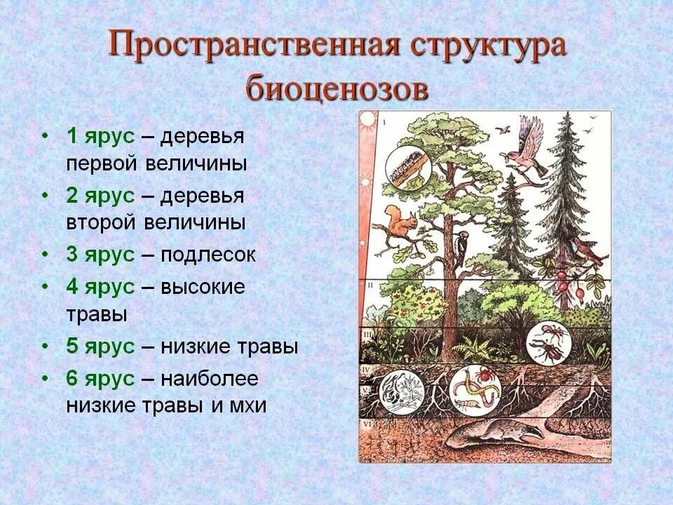 Состав сообщества лес. Пространственная структура биоценоза ярусность. Ярусная структура биоценоза. Пространственная структура ярусность. Структура биоценоза ярусность.