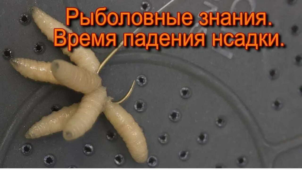Как насадить опарыша видео. Способы насаживания опарыша на крючок. каунасаживатт опарыша. правильная насадка опарыша на крючок.