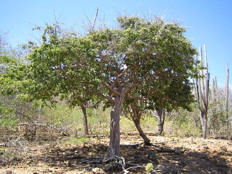 Кампешевое дерево. Кампешевое дерево (haematoxylon campechianum). сандаловое дерево кампеш. куба кампешевое дерево. доминиканская республика кампешевые деревья.