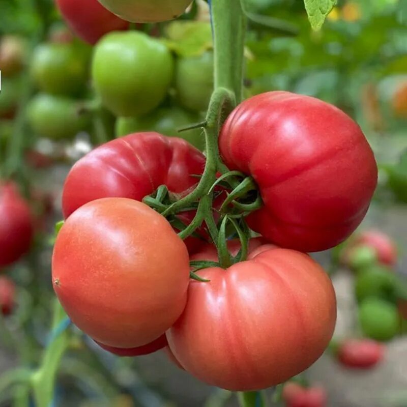 Толстой семена томат. Томат Юксел. Планета семян томат Буцефал. Томат Юксел Тохум.