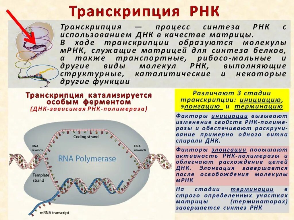 Роль РНК полимеразы в транскрипции. Транскрипция РНК полимераза. Процесс транскрипции РНК. Функции РНК полимеразы в транскрипции. Днк участвует в биосинтезе рнк