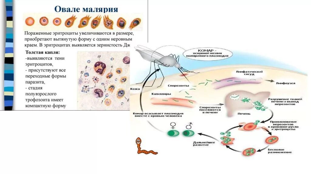 Тяжелое течение малярии возбудитель. Заболевания вызванные простейшими малярия. Пути распространения малярии. Малярия вызывается простейшими.