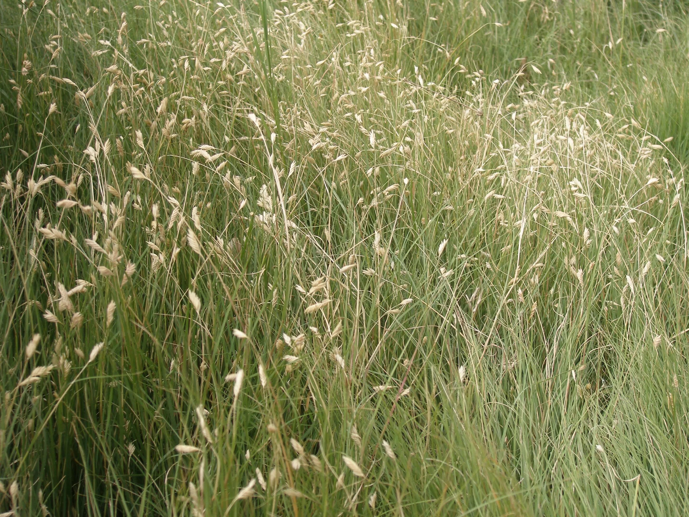 Сел растение. Бизоновая трава Северной Америки. Бутелуа изящная (Bouteloua gracilis). Бизонья трава Бутелуа. Bouteloua dactyloides (Buffalo grass).