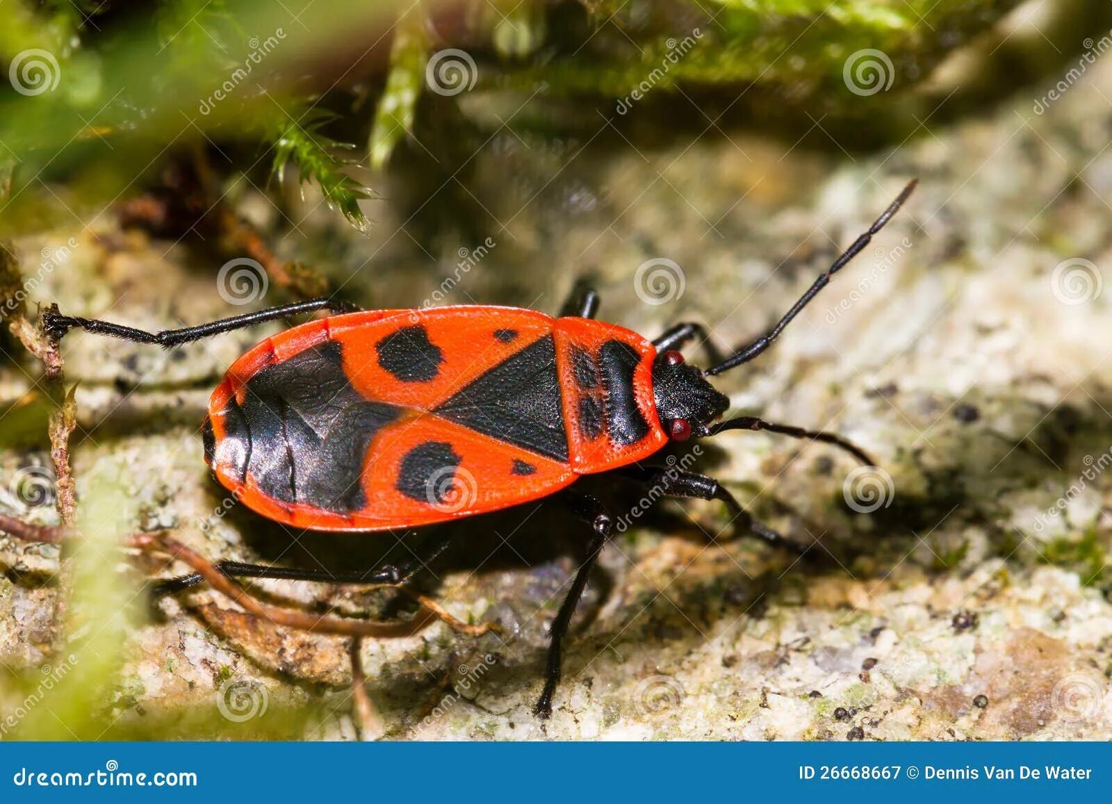 Box bug. Box elder bug. box elder bug nimf. box elder bug nymph.
