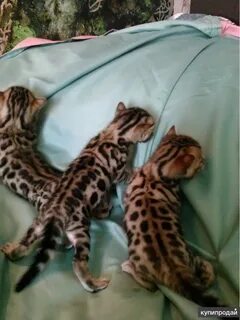 Бенгальская котенок 1 месяц