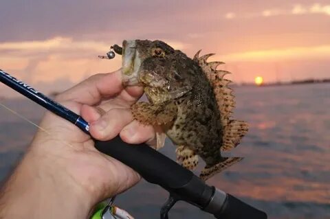 Приманки черного моря