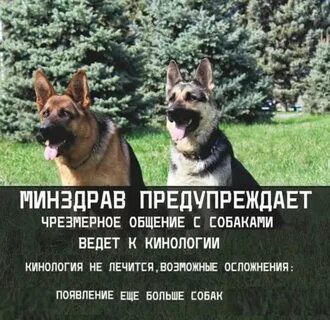 Каждому по собаке