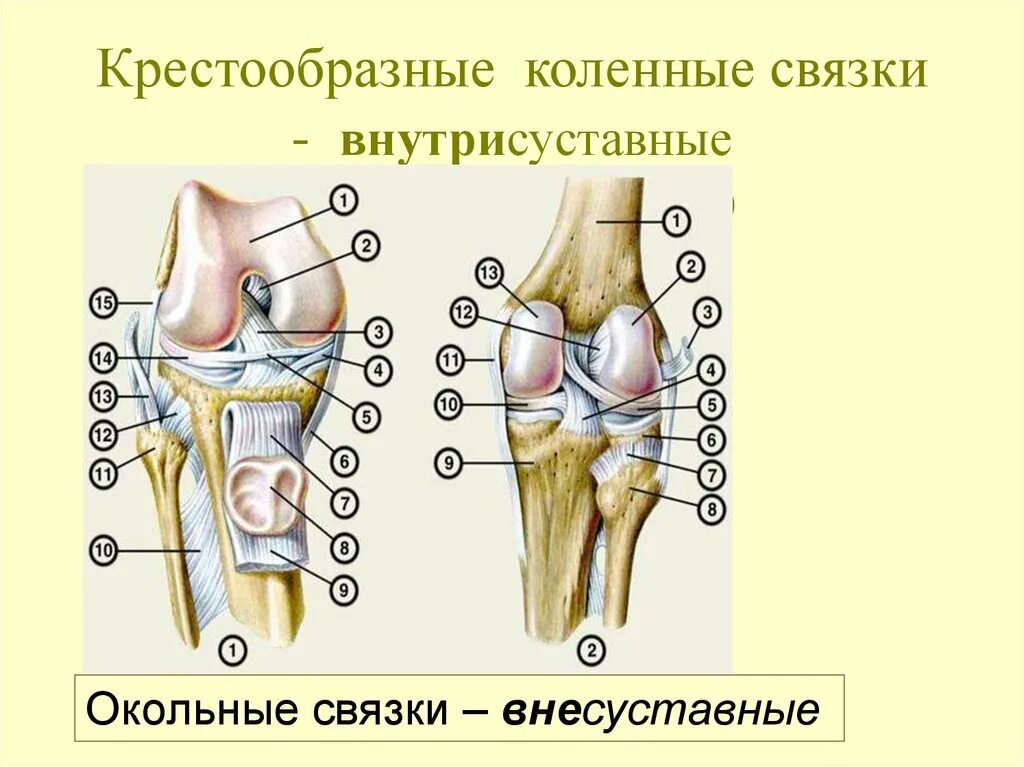 Суставные связки внесуставные. Внутрисуставные связки коленного сустава. Внутрисуставные связки коленного сустава анатомия. Связки тазобедренного сустава внесуставные и внутрисуставные.