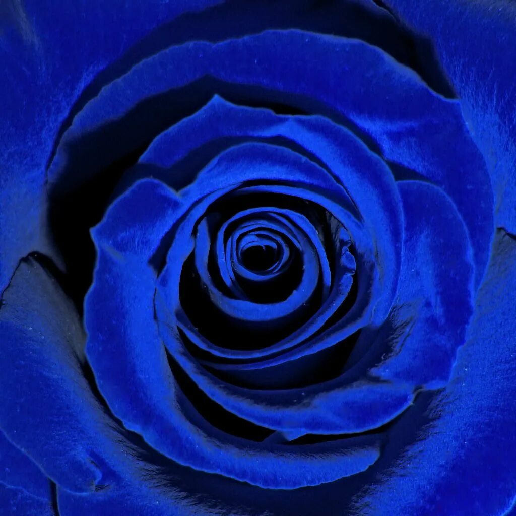 Музыка сини сини. Роза индиго. Ультрамарин цвет. Ultramarine Blue цвет. Роза ультрамарин.