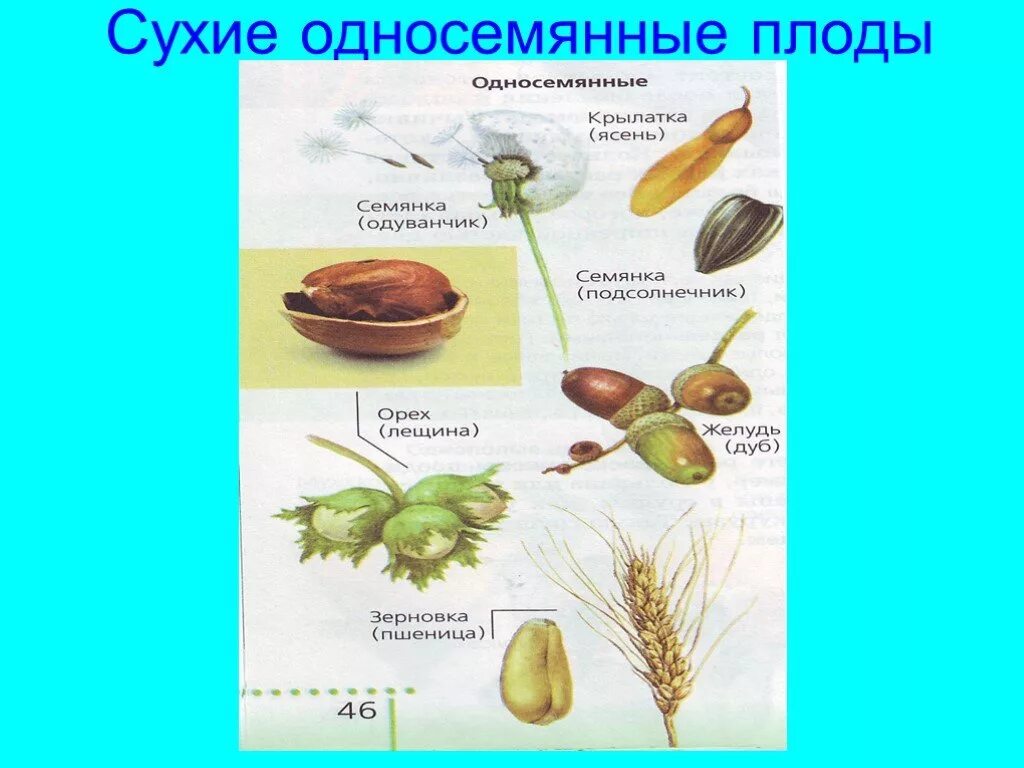 Какие из перечисленных плодов сухие. Односемянные и многосемянные плоды. Сухие односемянные плоды. Односемянной плод биология 6 класс. Сухие односемянные плоды примеры.