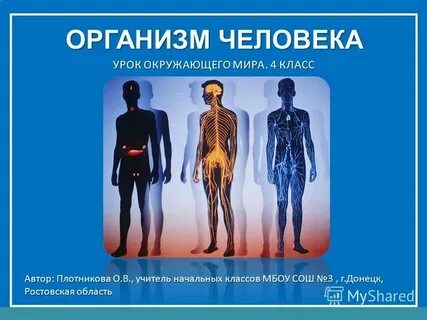 Человек живое существо организм