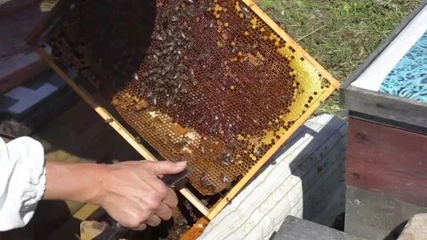 Пасека скупновых
