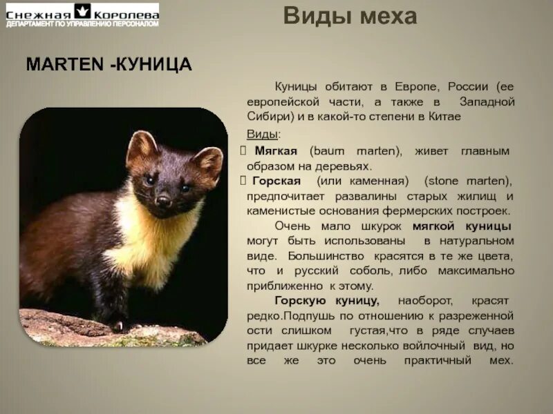 Чем отличается куница от. Лесная куница краткое описание. лесная куница описание. соболь семейство куньих. куница краткое описание.