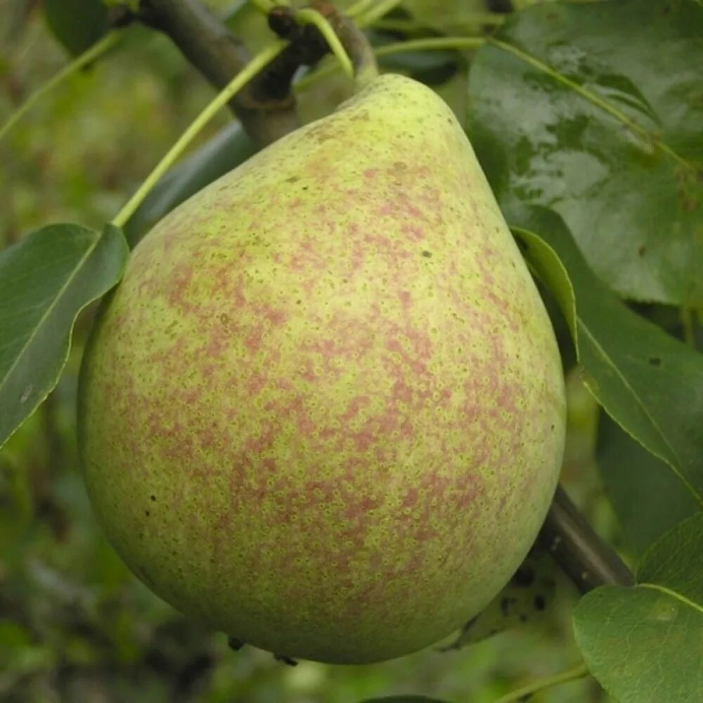 Груша память жегалова. Груша армут. Груша (плод). Черкесская груша дерево. Груша 5 лет.