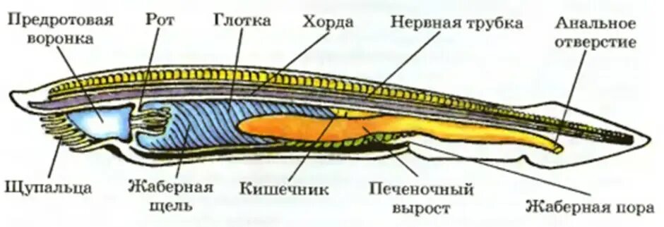 Ланцетник моллюск. Внутреннее строение ланцетника рисунок. Строение внутренних органов ланцетника. Кишечная трубка у ланцетника. Невроцель у ланцетника.