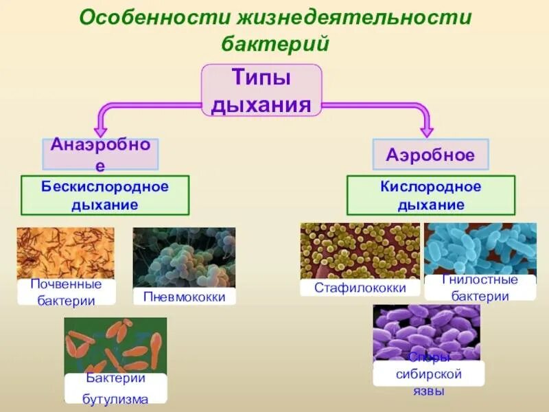 Аэробные формы микроорганизмов. Аэробные и анаэробные организмы. Аэробные и анаэробные микроорганизмы. Аэробные бактерии. Аэробного типа