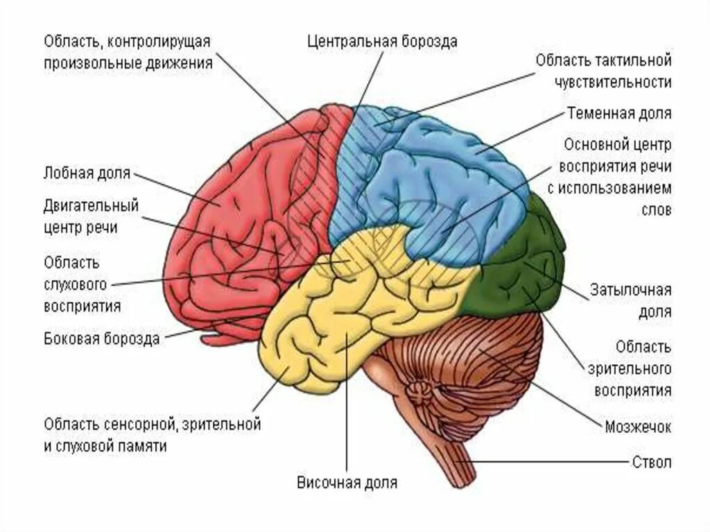 Наличие коры головного мозга. Отделы головного мозга анатомия. Отделы головного мозга человека схема. Структура коры головного мозга. Корковые функции головного мозга.