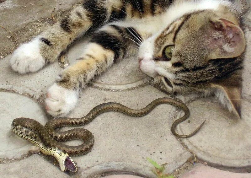 Сон змея ест змею. Змей и кот. Змеиный кот. Котик змея.