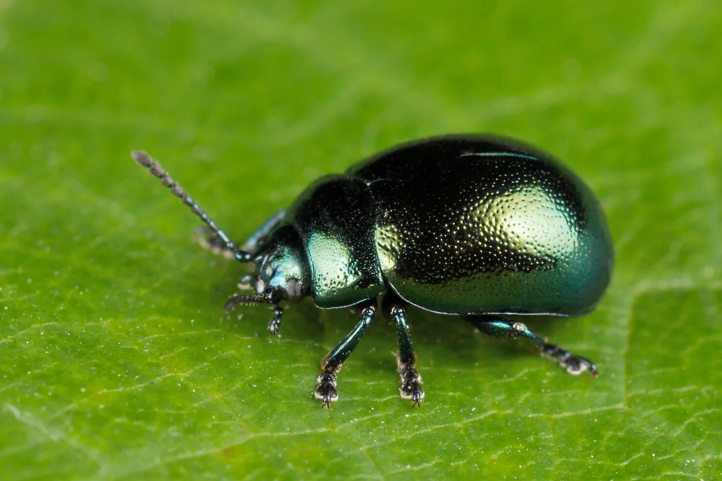 Насекомое жук листоед. Жук Листоед. Листоед Chrysolina varians. Жук рапсовый Листоед. Жук Листоед Радужный.