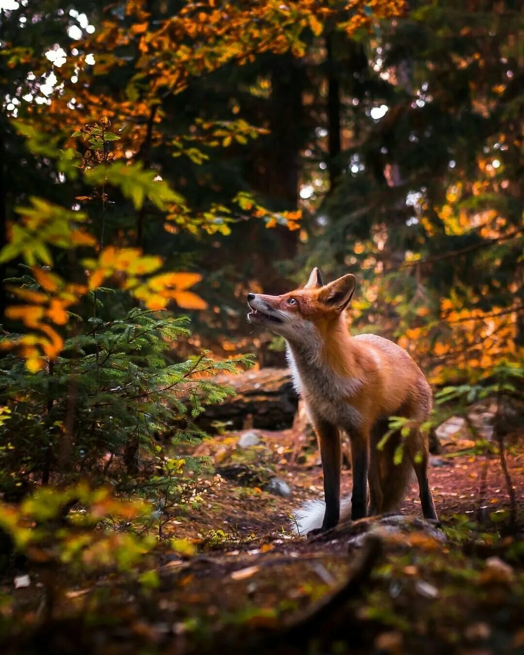 красивая лиса. осенние лисы. лиса осень. лиса осень. финский фотограф осси сааринен.
