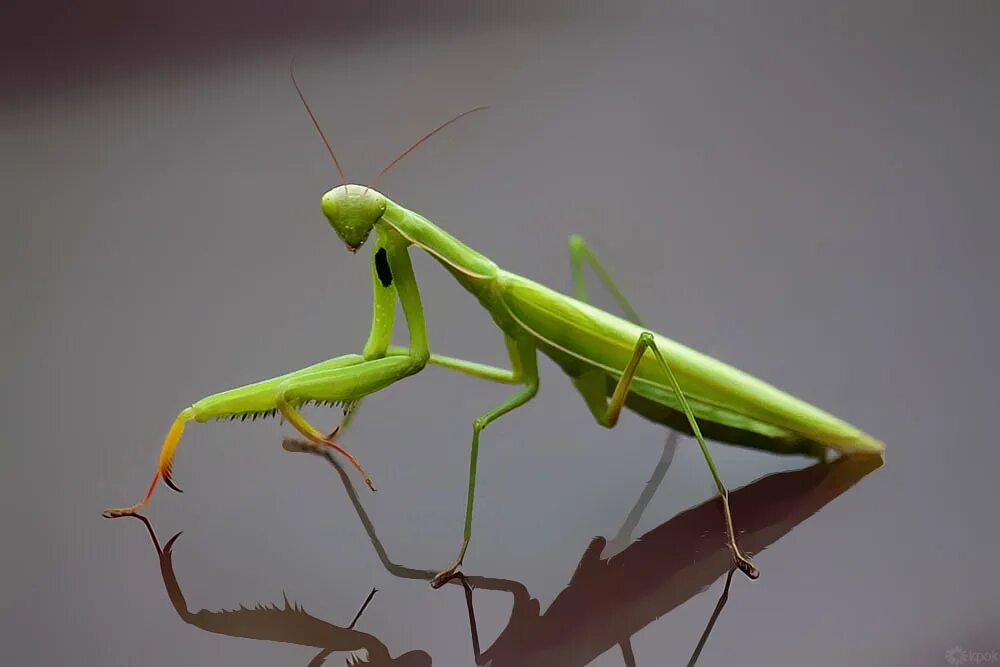 кавказский богомол. мадагаскарский богомол. богомол creobroter meleagris. жук богомол. новый богомол.