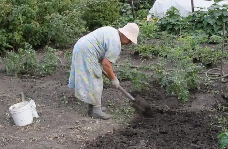 Выкопали бабушку. Выкопали бабушку. Бабка копает картошку. Бабушка в огороде. Ясабуро хачия.